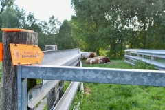 Livinusbike-22-87-van-89